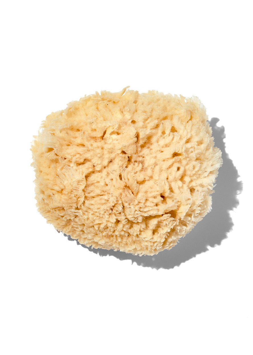 Natural "Wool" 5-6" Sea Sponge – A Thoughtful Self Care Ritual – Beauty Cafe